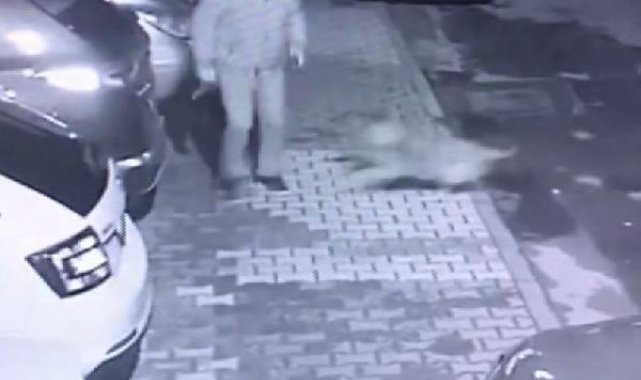 Maltepe'de başıboş köpekler mahallelinin kabusu oldu