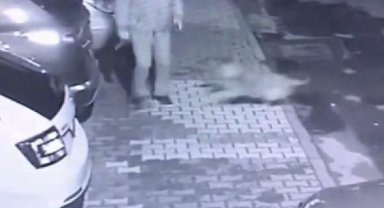 Maltepe'de başıboş köpekler mahallelinin kabusu oldu