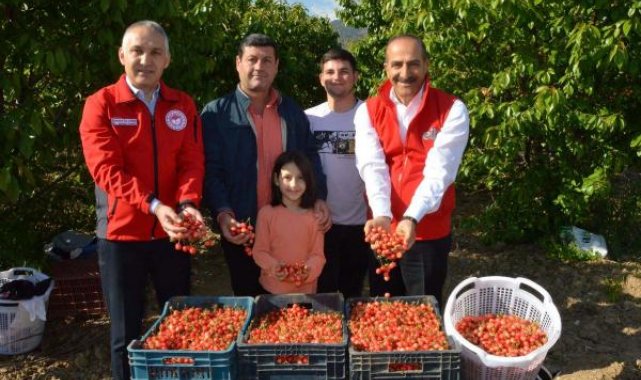 Manisa'da sezonun ilk kirazı 800 TL'den satıldı