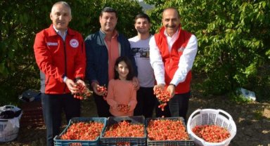Manisa'da sezonun ilk kirazı 800 TL'den satıldı