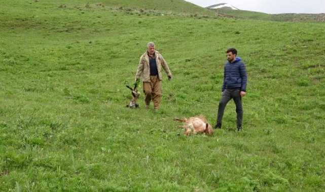 Merada kurtlar sürüye saldırdı; 50 koyun öldü