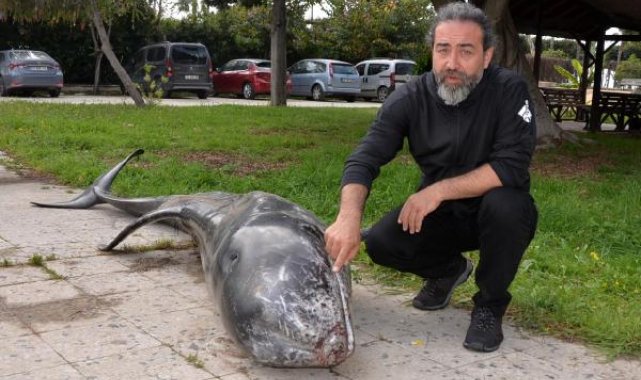 Mersin'de kıyıya ölü boz yunus vurdu