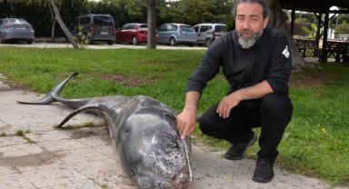 Mersin'de kıyıya ölü boz yunus vurdu