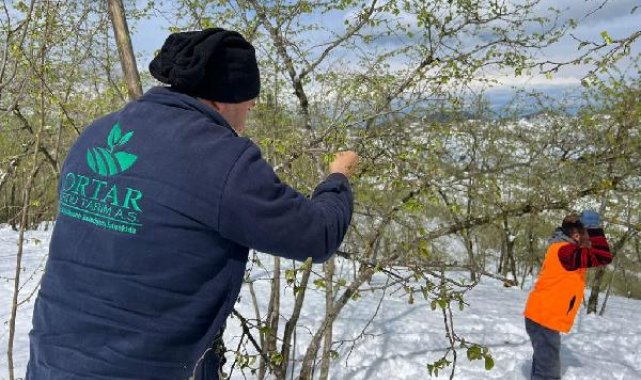 Ordu'da kar ve soğuk hava sonrası fındıkta zarar tespiti