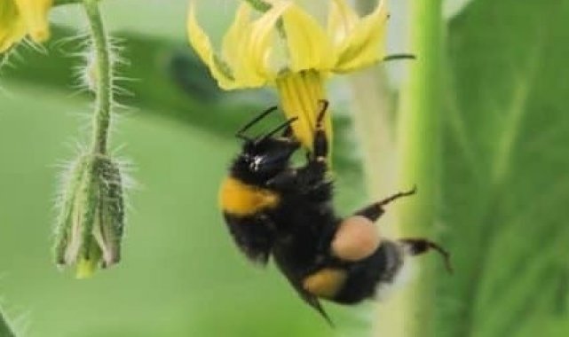 Ordu'da seralara bombus arısı dopingi