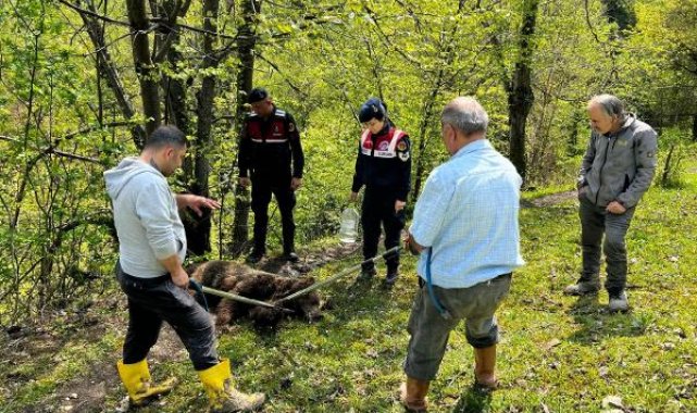Ormanda belden aşağısı tutmayan yaralı ayı bulundu