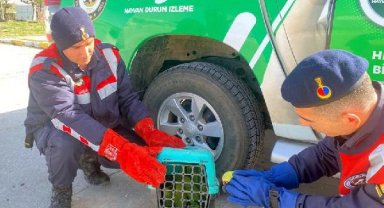 Otobüsün bagajında 9 papağan ele geçirildi; 2 kişiye 52 bin 780 TL ceza kesildi 