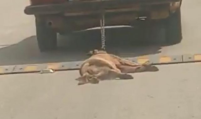 Otomobilin arkasına bağladığı köpeği sürükleyerek öldürdü; o anlar kamerada