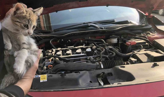 Otomobilin motor kısmına giren yavru kedi kurtarıldı