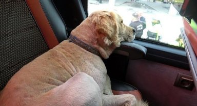 Polis denetimi sırasında otobüse giren köpek, yarım sonra çıkarılabildi