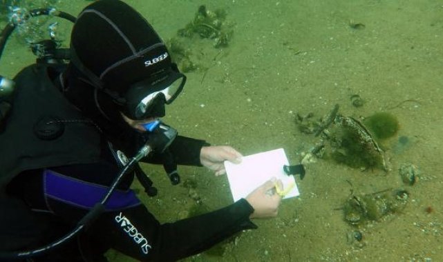 Prof. Dr. Sarı: Pina, saatte 6 litre deniz suyunu süzerek müsilaj oluşumunu engelliyor