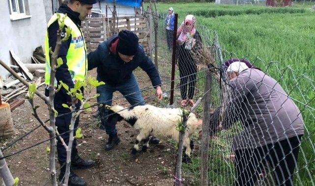 Sahibinin kaybettiği 3 koyunu, jandarma buldu