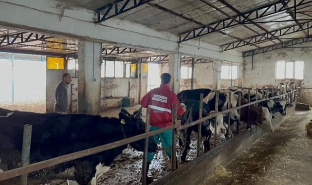 Sandıklı'da büyükbaş hayvanlara aşılama çalışması sürüyor