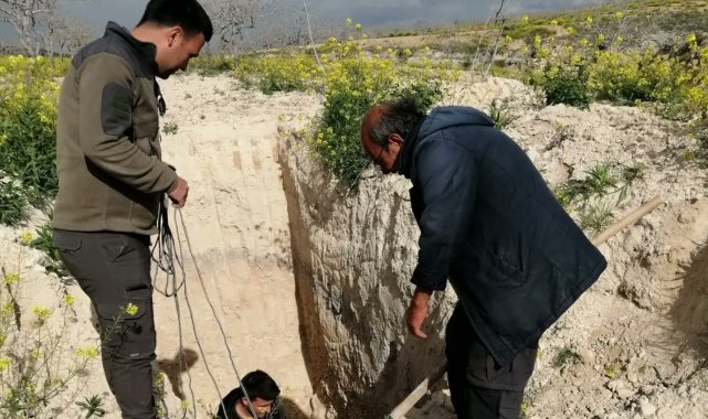 Şanlıurfa'da çukurda mahsur kalan çöl kirpisi kurtarıldı
