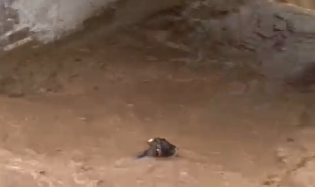 Sele kapılan inek telef oldu