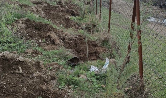 Şenoba beldesinde mezarlıkların çevresine çam fidanları dikildi