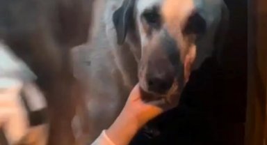 Servis şoförünün cinsel saldırıyla suçlandığı 'Cesur' köpek bulundu
