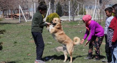 Şiddet uyguladıkları köpekler, şimdi en yakın dostları