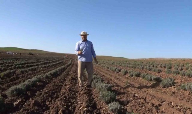 Siirt'te yağışlar çiftçinin yüzünü güldürdü: Ürünlerde rekolte kırılması bekleniyor