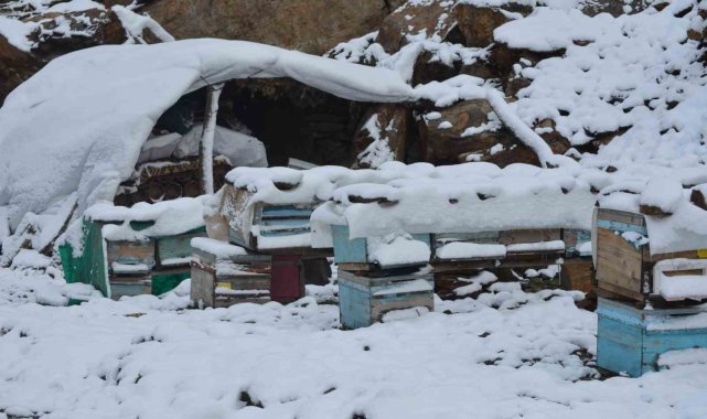 Şırnak'ta kar yağışı hayvanları ve bitkileri olumsuz etkiledi