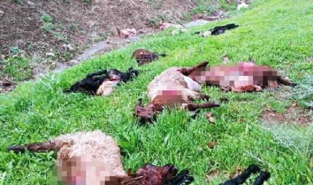Şırnak'ta kurtlar 30 koyunu öldürdü