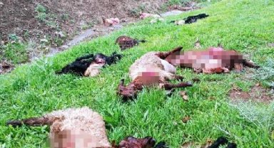 Şırnak'ta kurtlar 30 koyunu öldürdü