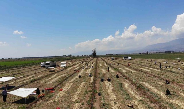 Soğan tarlada 9-10 lira seviyesine düştü