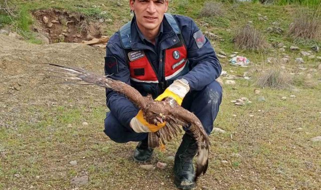 Su kuyusuna düşen şahin jandarma tarafından kurtarıldı