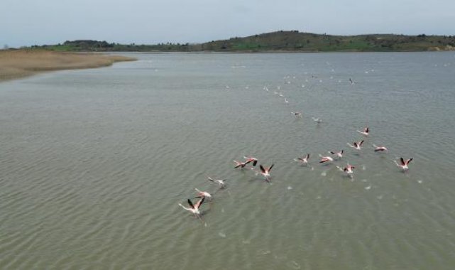Suvla Gölü'nün misafiri flamingolar geldi