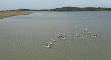 Suvla Gölü'nün misafiri flamingolar geldi