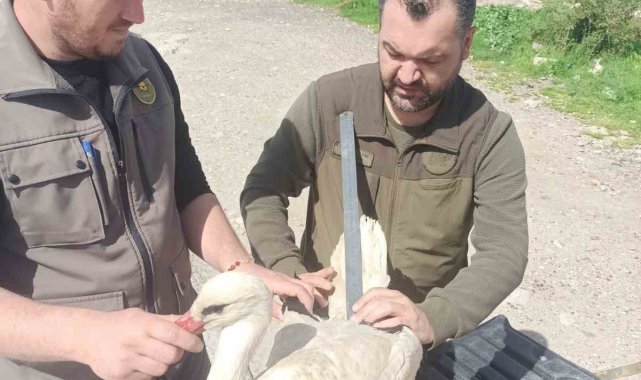 Tedavisi tamamlanan leylek özgürlüğe uçtu