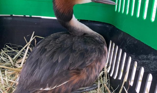 Tedavisi tamamlanan yaralı bahri kuşu, Hersek Lagünü'nde doğaya bırakıldı