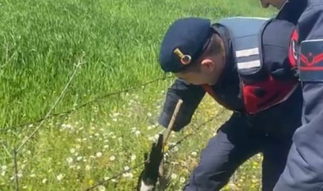 Tele takılan saksağanı jandarma kurtardı