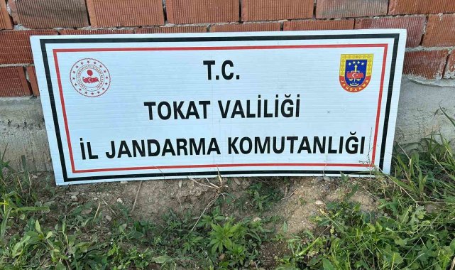 Tokat'ta 188 kök kenevir ele geçirildi