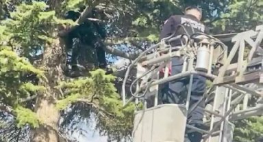 Topunu almak için çıktığı ağaçta mahsur kalan çocuğu, itfaiye kurtardı