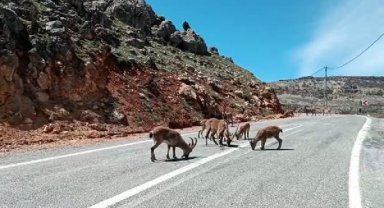 Tunceli'de yaban keçileri kara yolunda görüntülendi