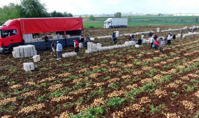 Turfanda patates hasadı başladı, bu yıl verim yüksek