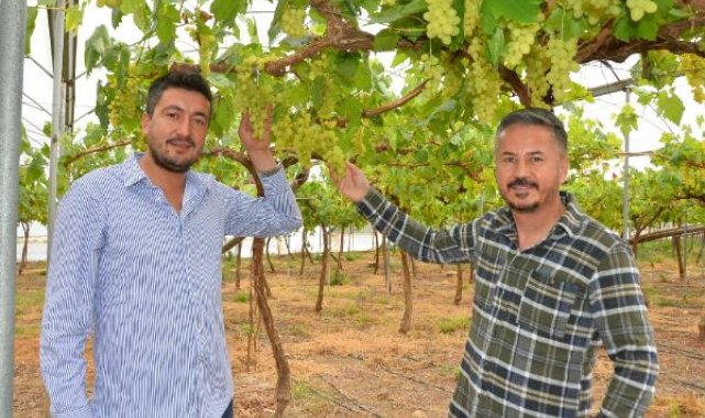 Turfanda üzüm hasadı örtü altında başladı; iç piyasaya 500, dış piyasaya bin TL