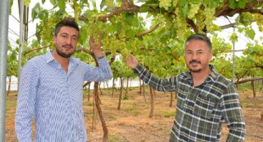 Turfanda üzüm hasadı örtü altında başladı; iç piyasaya 500, dış piyasaya bin TL
