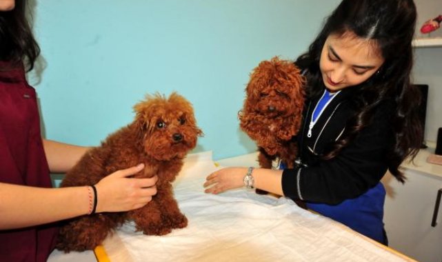 Türkiye'ye kaçak getirilen köpeklere el konuldu, HAYTAP tarafından tedavisi üstlenildi