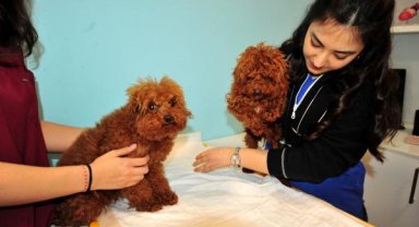 Türkiye'ye kaçak getirilen köpeklere el konuldu, HAYTAP tarafından tedavisi üstlenildi