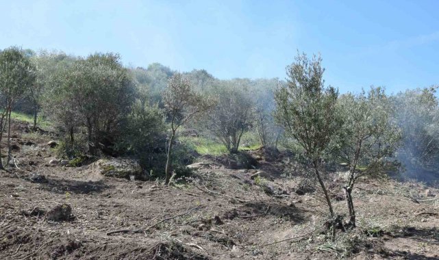 Uzun süredir bakımsız olan zeytin ağaçları budanıyor