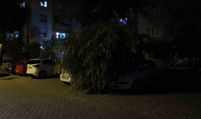 Vatandaşın dikkati devrilen ağaçtan otomobilleri kurtardı