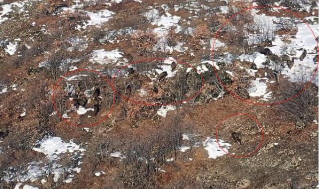 Yaban domuzu sürüsü dronla görüntülendi