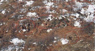 Yaban domuzu sürüsü dronla görüntülendi