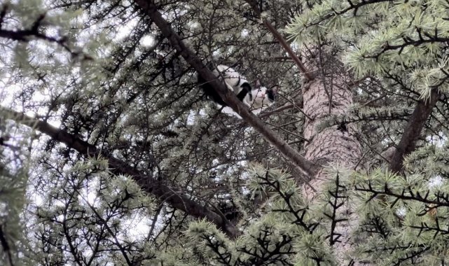 Yaklaşık 30 saat boyunca bir ağaçta mahsur kalan kedi kendi çabalarıyla kurtuldu