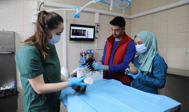 Yalova Belediyesi annesiz kalan yavru köpeklere kucak açtı