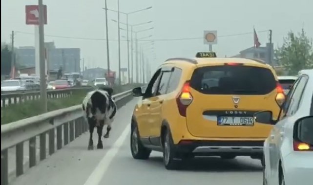 Yalova - Bursa kara yoluna çıkan inek trafiği aksattı