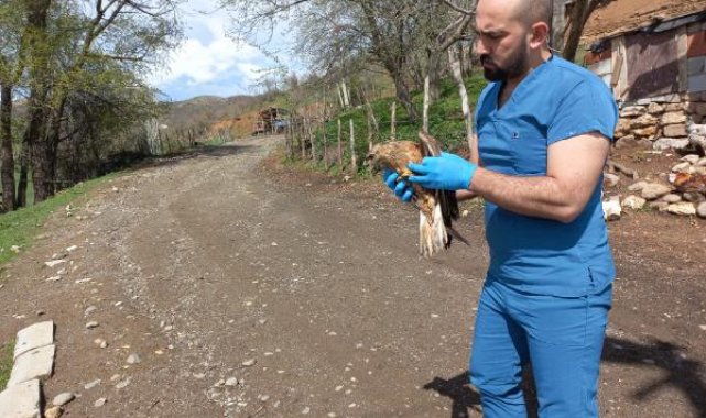 Yaralı halde bulunan şahin tedaviye alındı