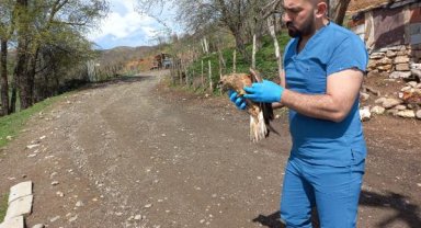Yaralı halde bulunan şahin tedaviye alındı
